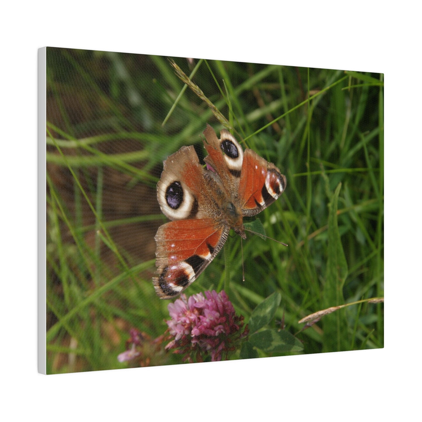 Peacock Butterfly On A Flower, Matte Canvas, Stretched, 0.75" - The Trio Synergize Group