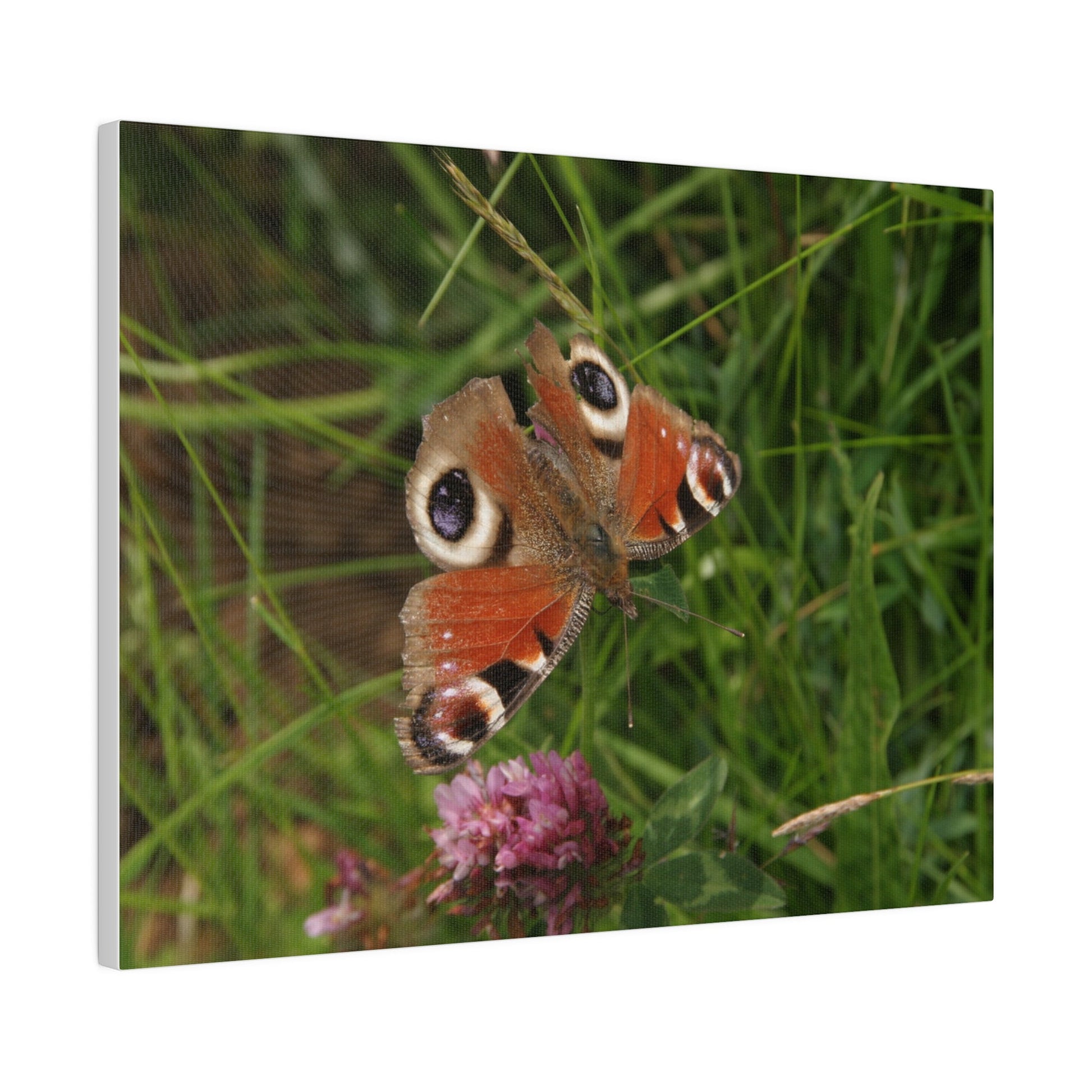 Peacock Butterfly On A Flower, Matte Canvas, Stretched, 0.75" - The Trio Synergize Group