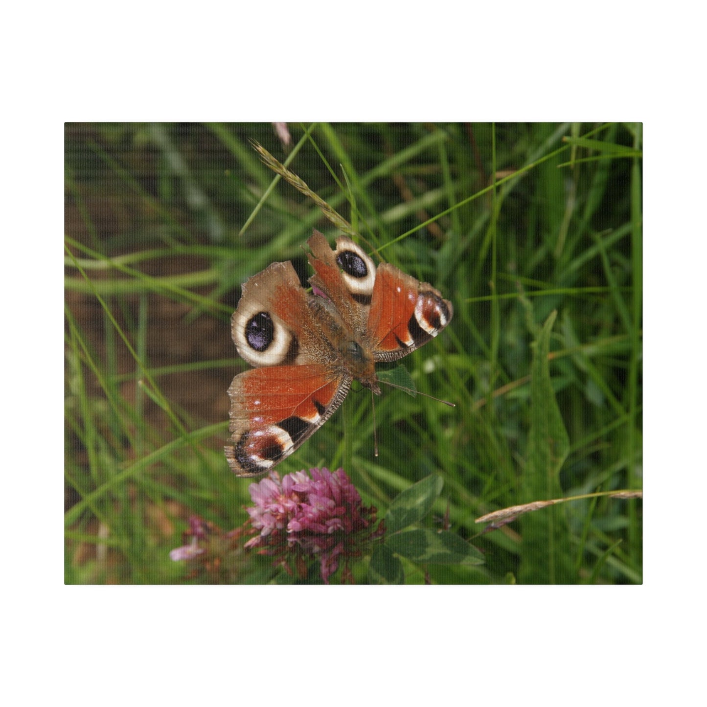 Peacock Butterfly On A Flower, Matte Canvas, Stretched, 0.75" - The Trio Synergize Group