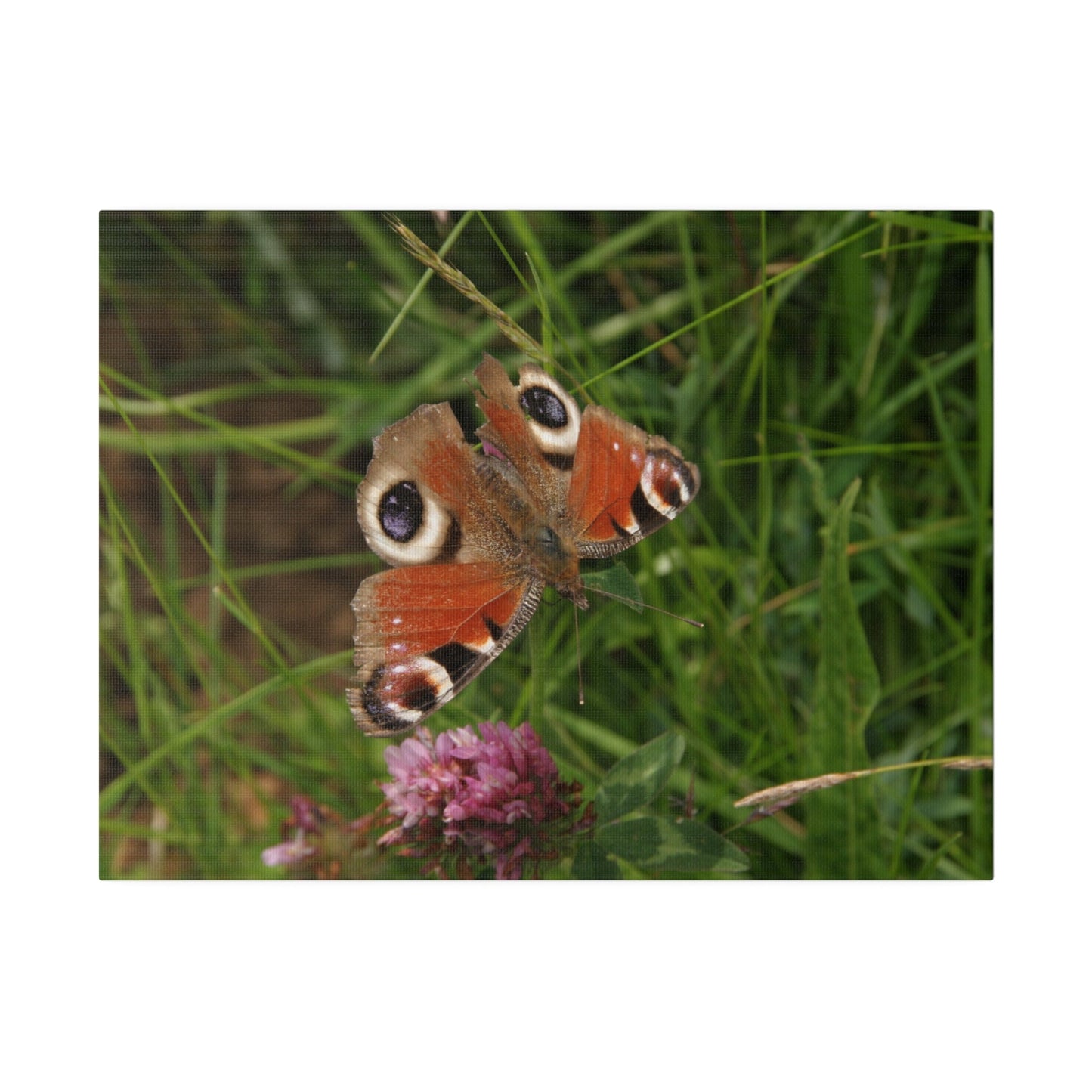 Peacock Butterfly On A Flower, Matte Canvas, Stretched, 0.75" - The Trio Synergize Group