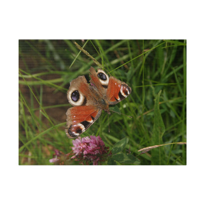 Peacock Butterfly On A Flower, Matte Canvas, Stretched, 0.75" - The Trio Synergize Group