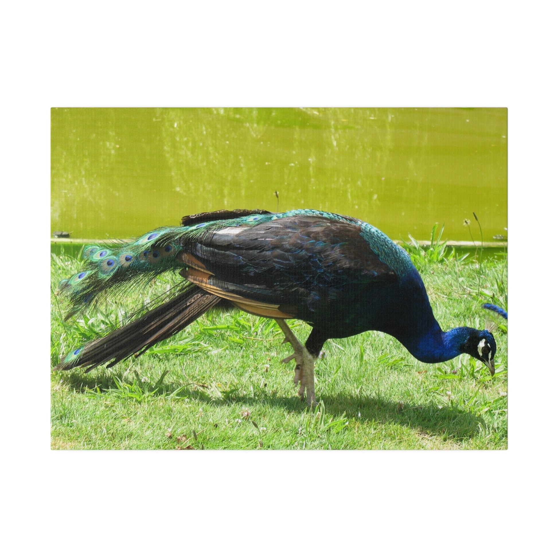 Peacock Close Up With Lush Green Surroundings Canvas - The Trio Synergize Group