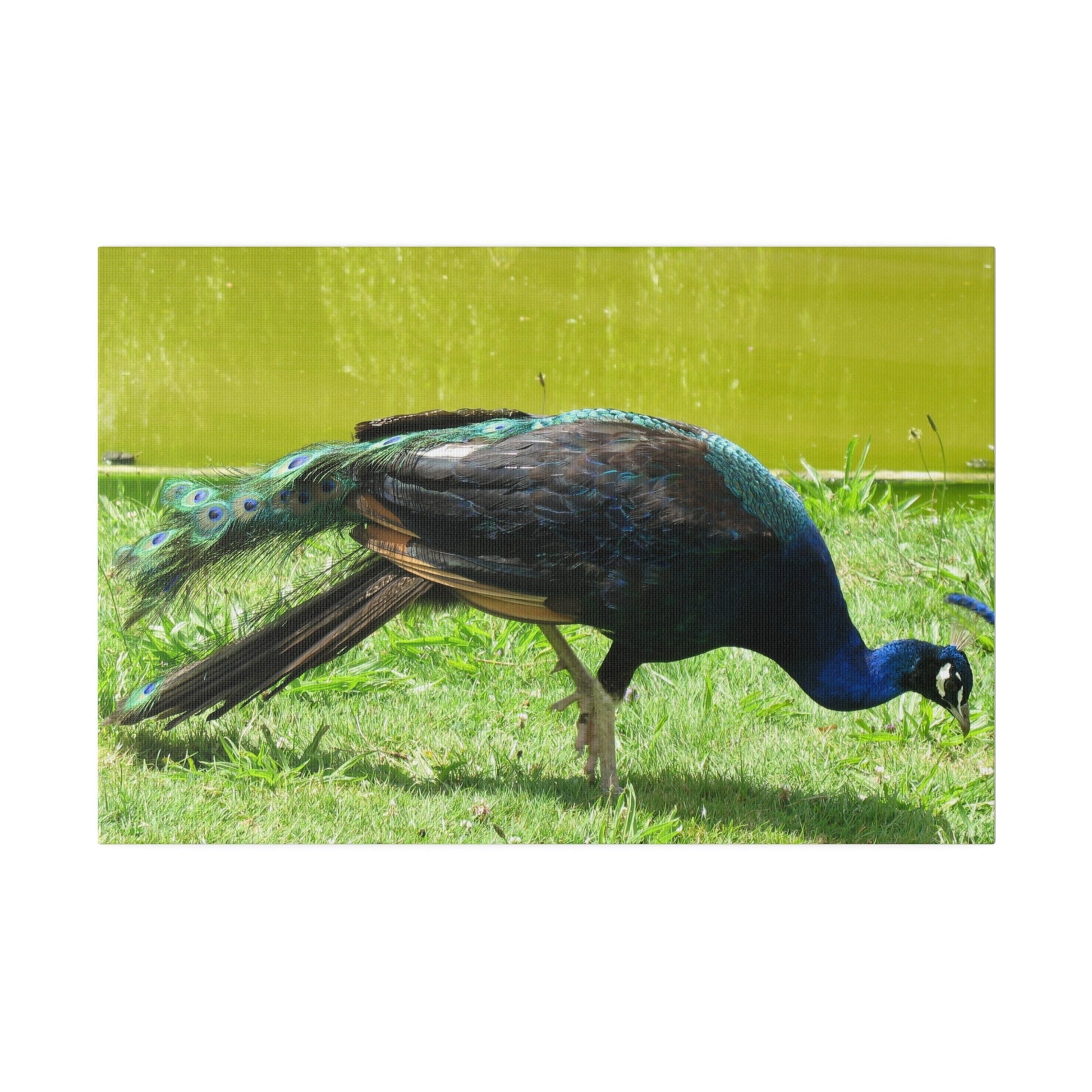 Peacock Close Up With Lush Green Surroundings Canvas - The Trio Synergize Group