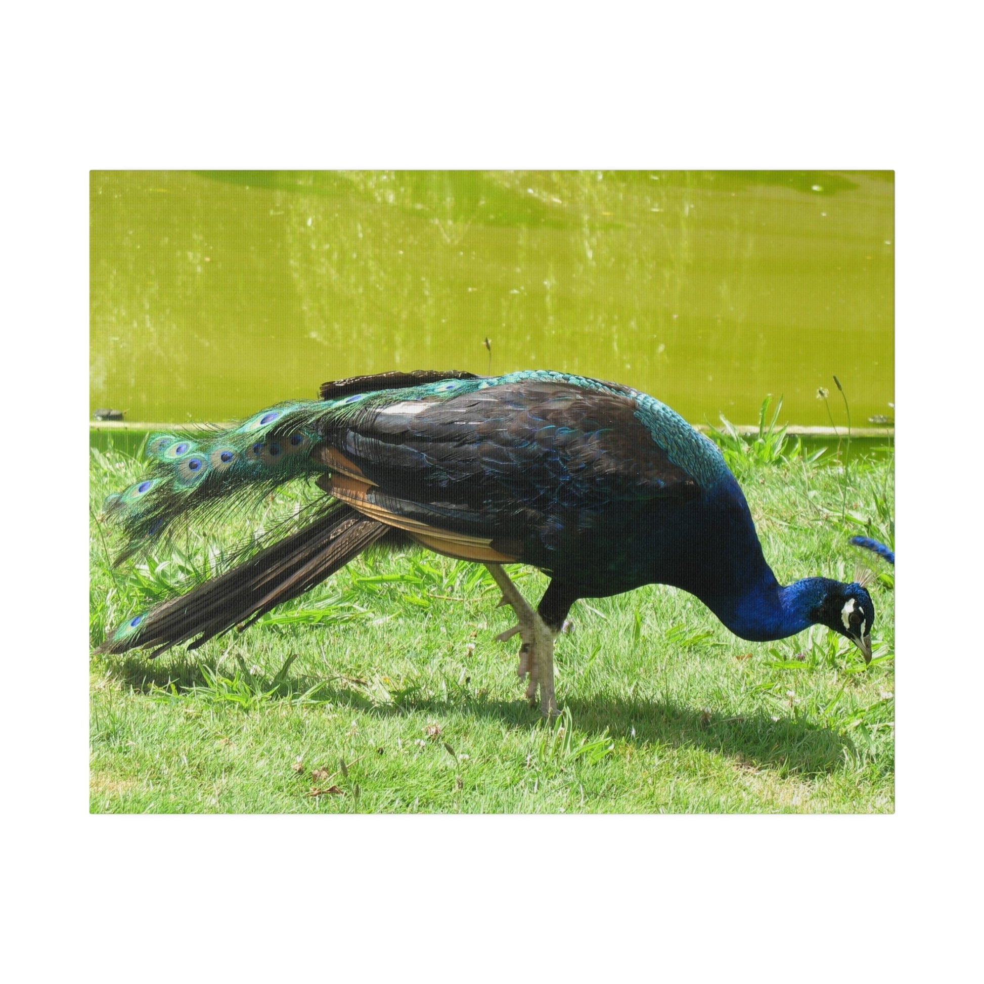 Peacock Close Up With Lush Green Surroundings Canvas - The Trio Synergize Group