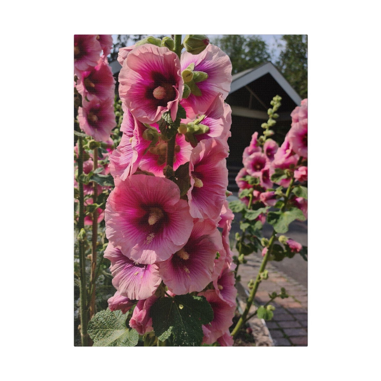 Pink Hollyhock, Matte Canvas, Stretched, 0.75" - The Trio Synergize Group
