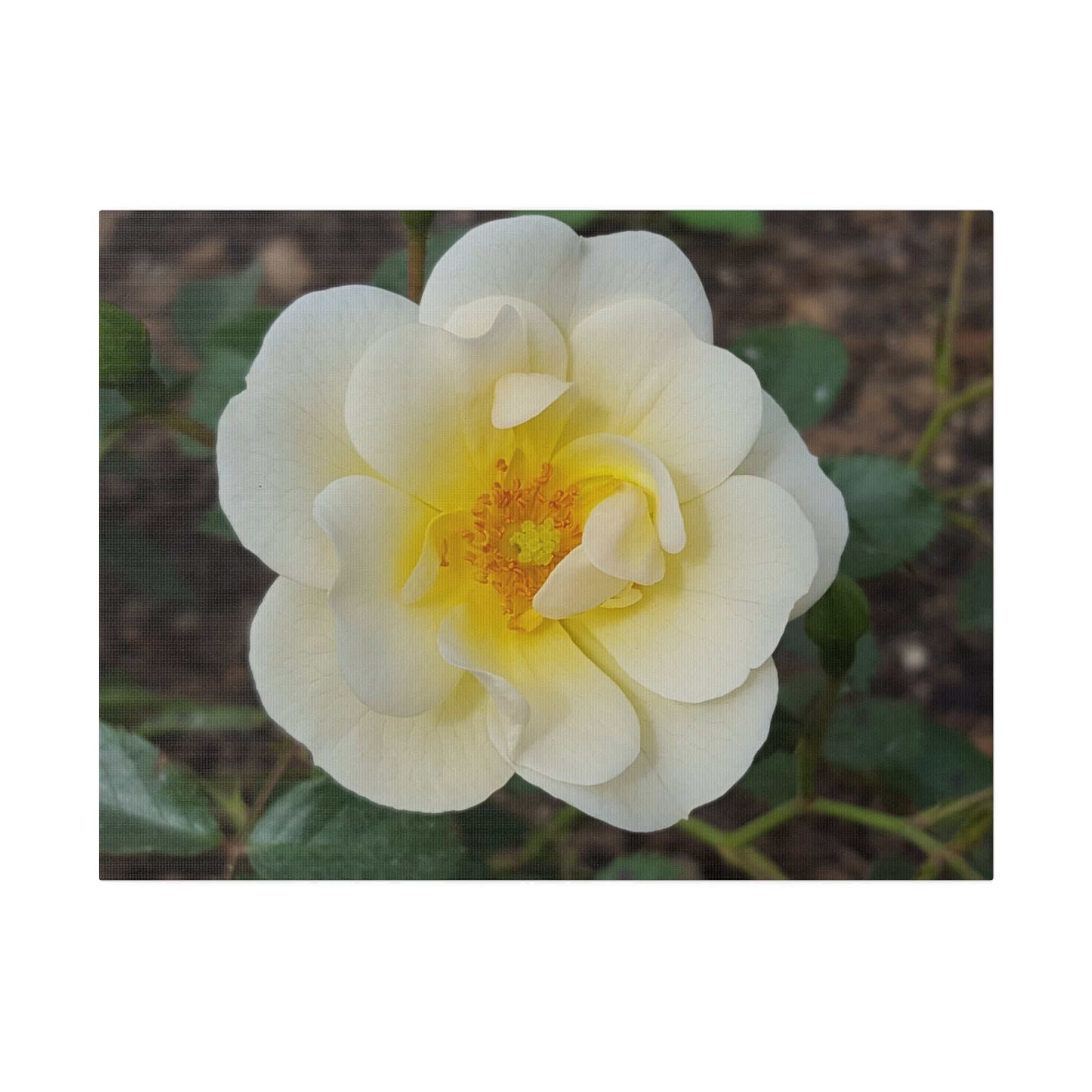 Single White Rose, Matte Canvas - The Trio Synergize Group