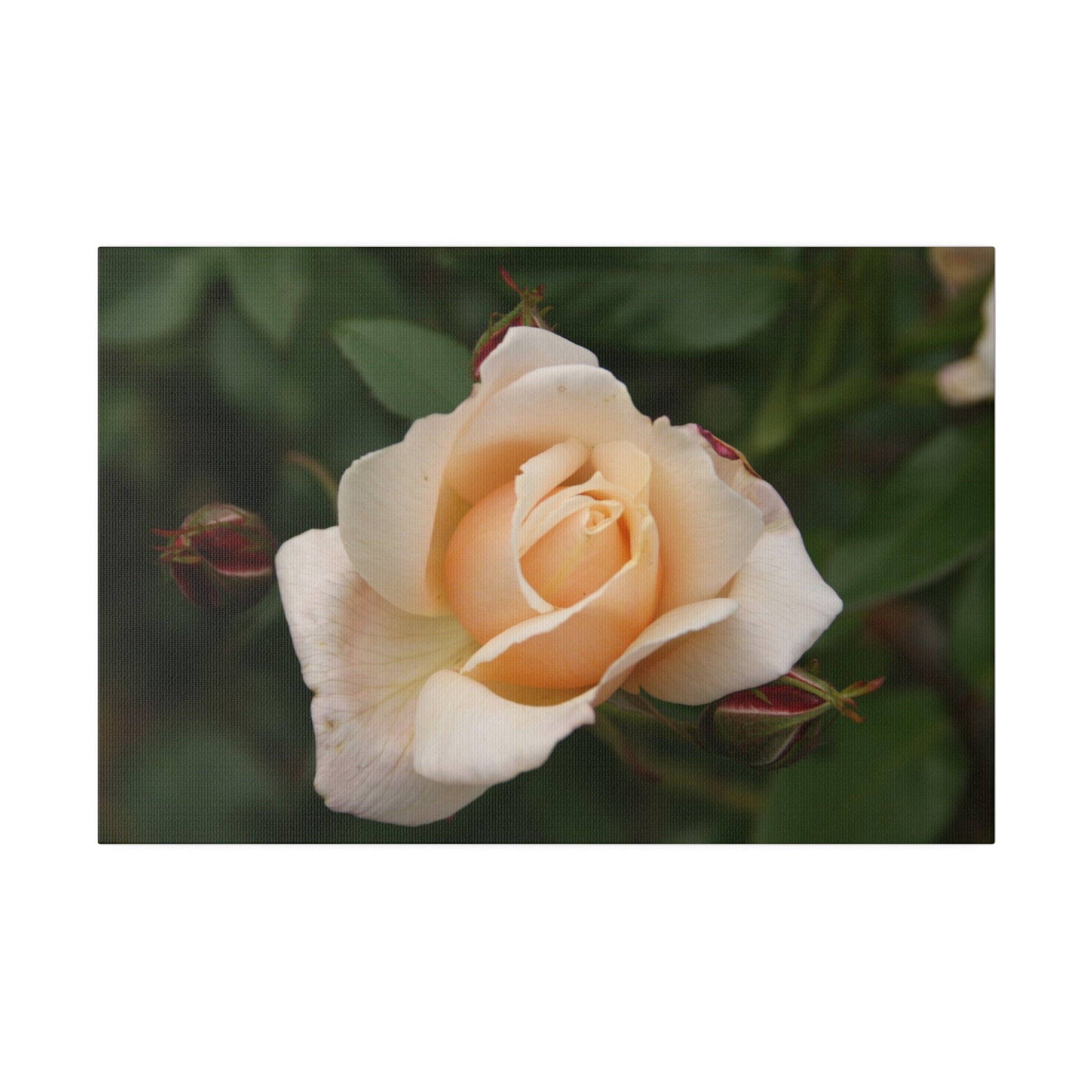 Single White Rose Blooming Canvas - The Trio Synergize Group