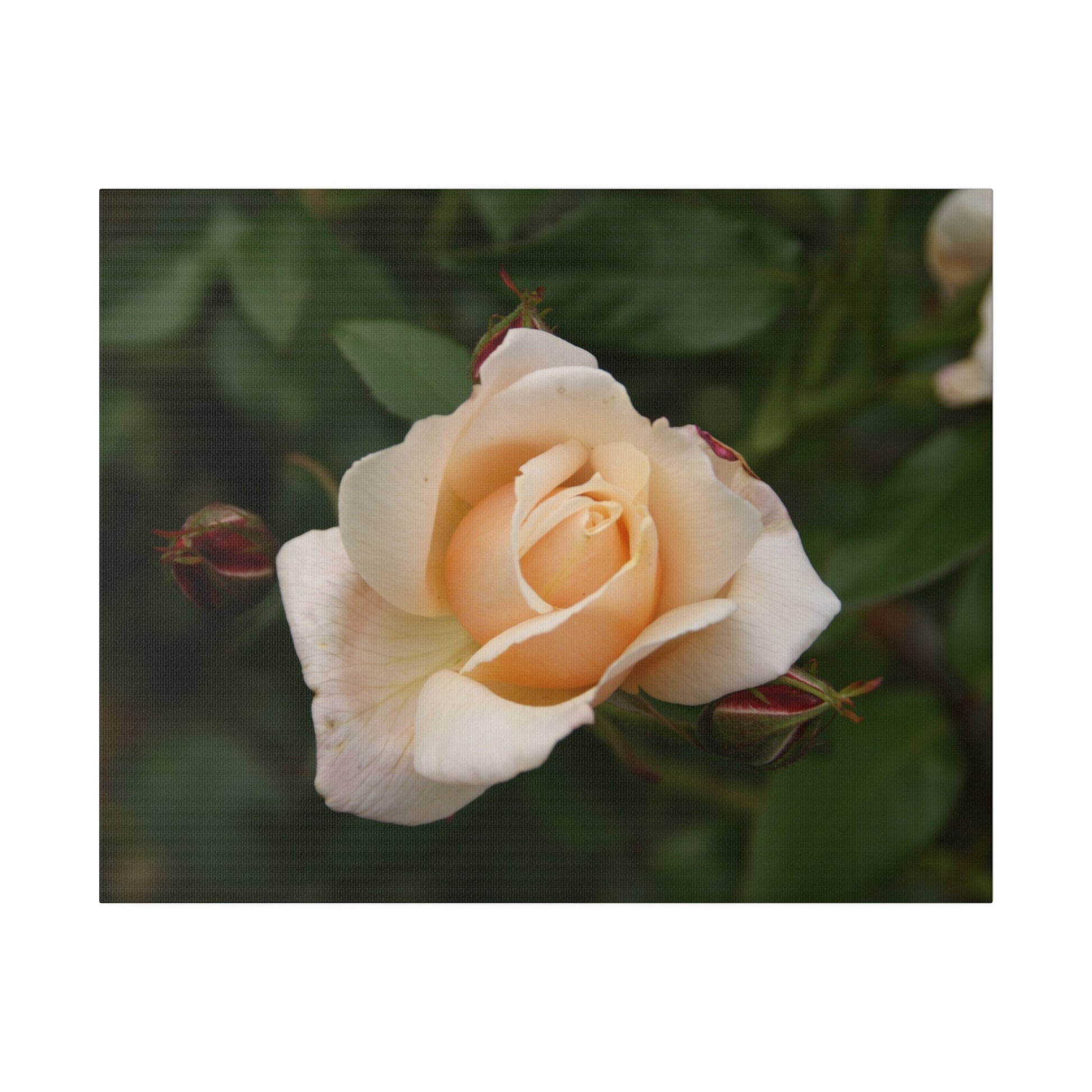 Single White Rose Blooming Canvas - The Trio Synergize Group