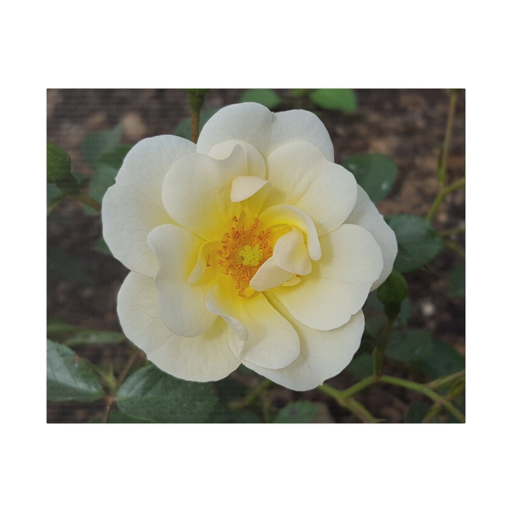 Single White Rose, Matte Canvas - The Trio Synergize Group