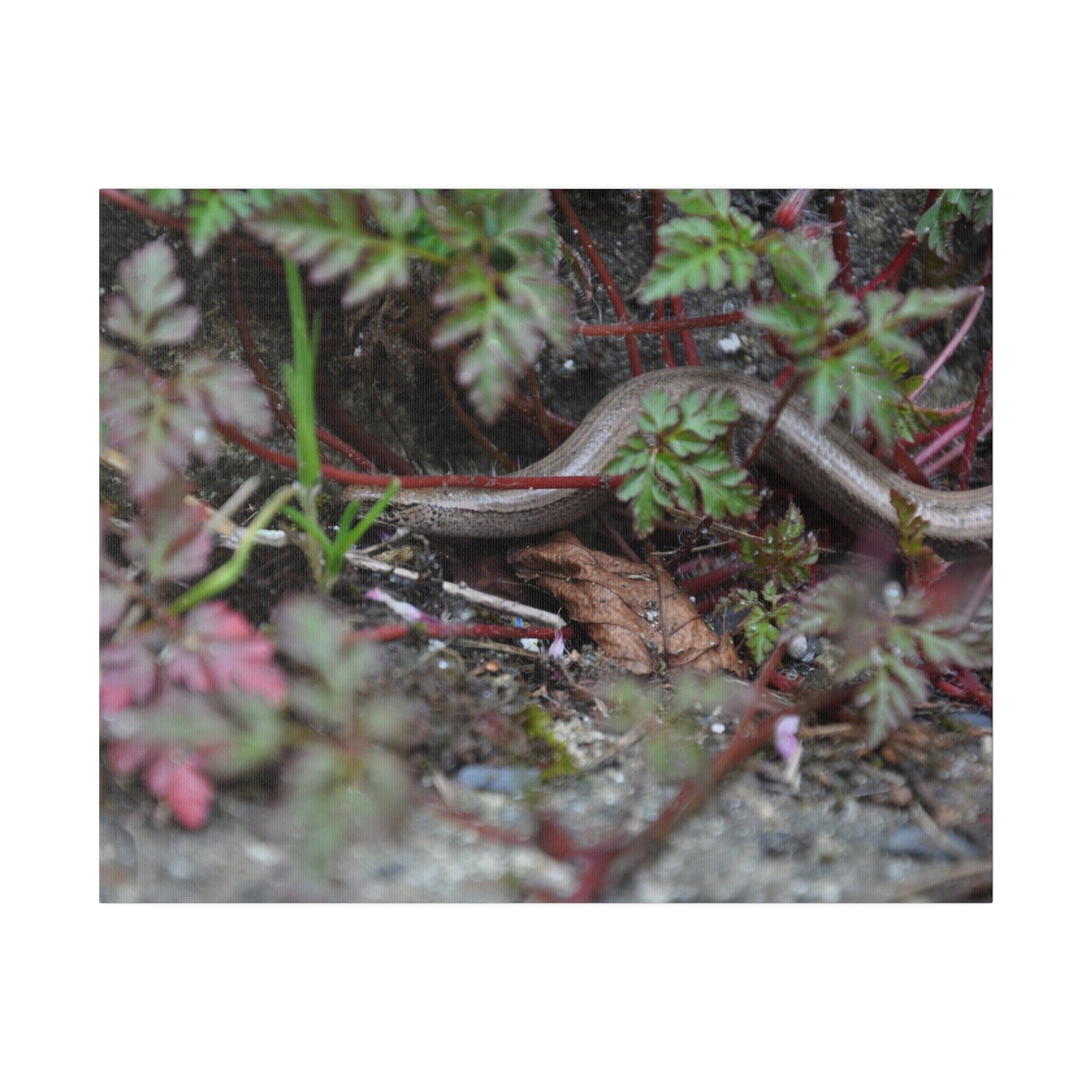 Slow-Worm Hiding - Canvas Print - The Trio Synergize Group