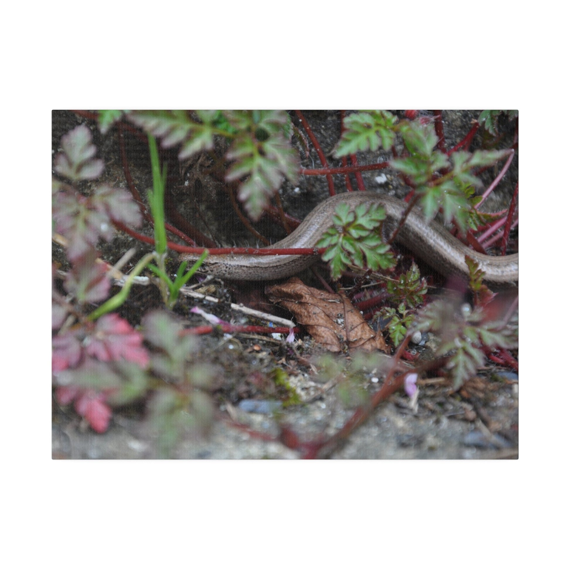Slow-Worm Hiding - Canvas Print - The Trio Synergize Group