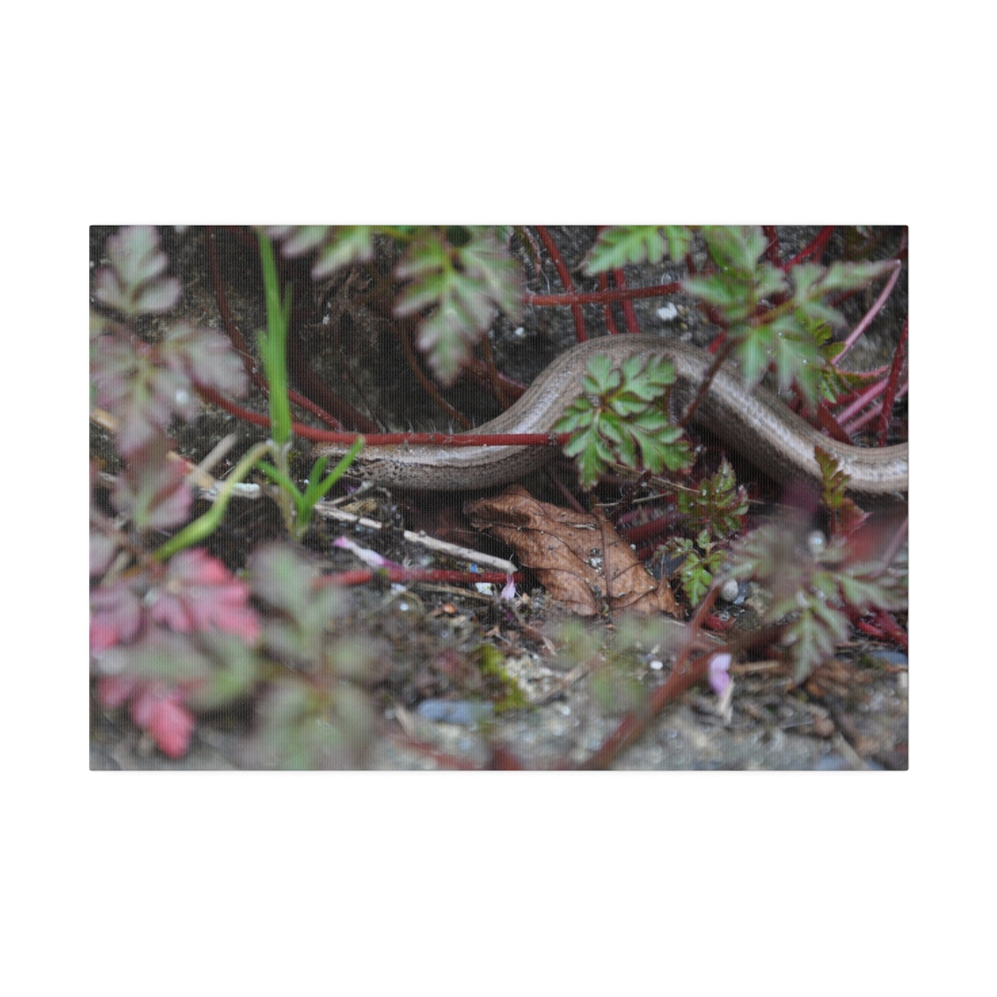 Slow-Worm Hiding - Canvas Print - The Trio Synergize Group
