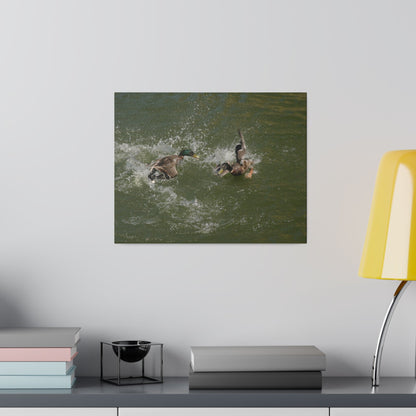 Two Male Ducks Fighting In Water, Matte Canvas, Stretched, 0.75" - The Trio Synergize Group