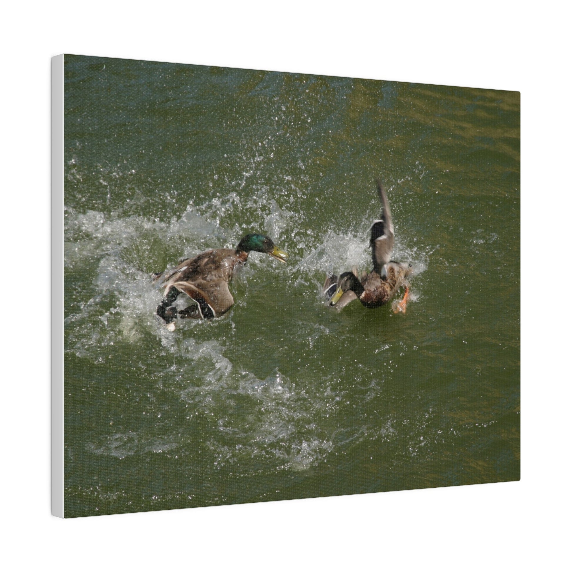 Two Male Ducks Fighting In Water, Matte Canvas, Stretched, 0.75" - The Trio Synergize Group