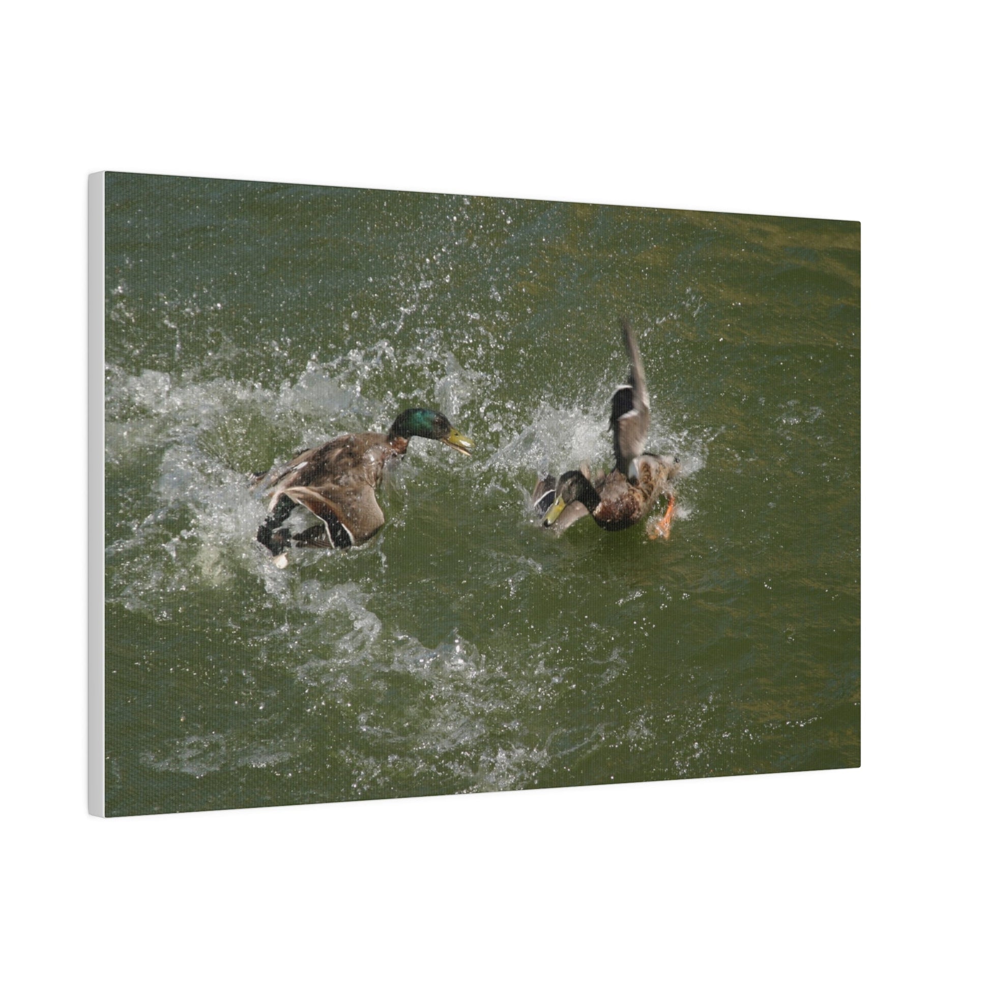 Two Male Ducks Fighting In Water, Matte Canvas, Stretched, 0.75" - The Trio Synergize Group