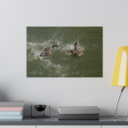 Two Male Ducks Fighting In Water, Matte Canvas, Stretched, 0.75" - The Trio Synergize Group