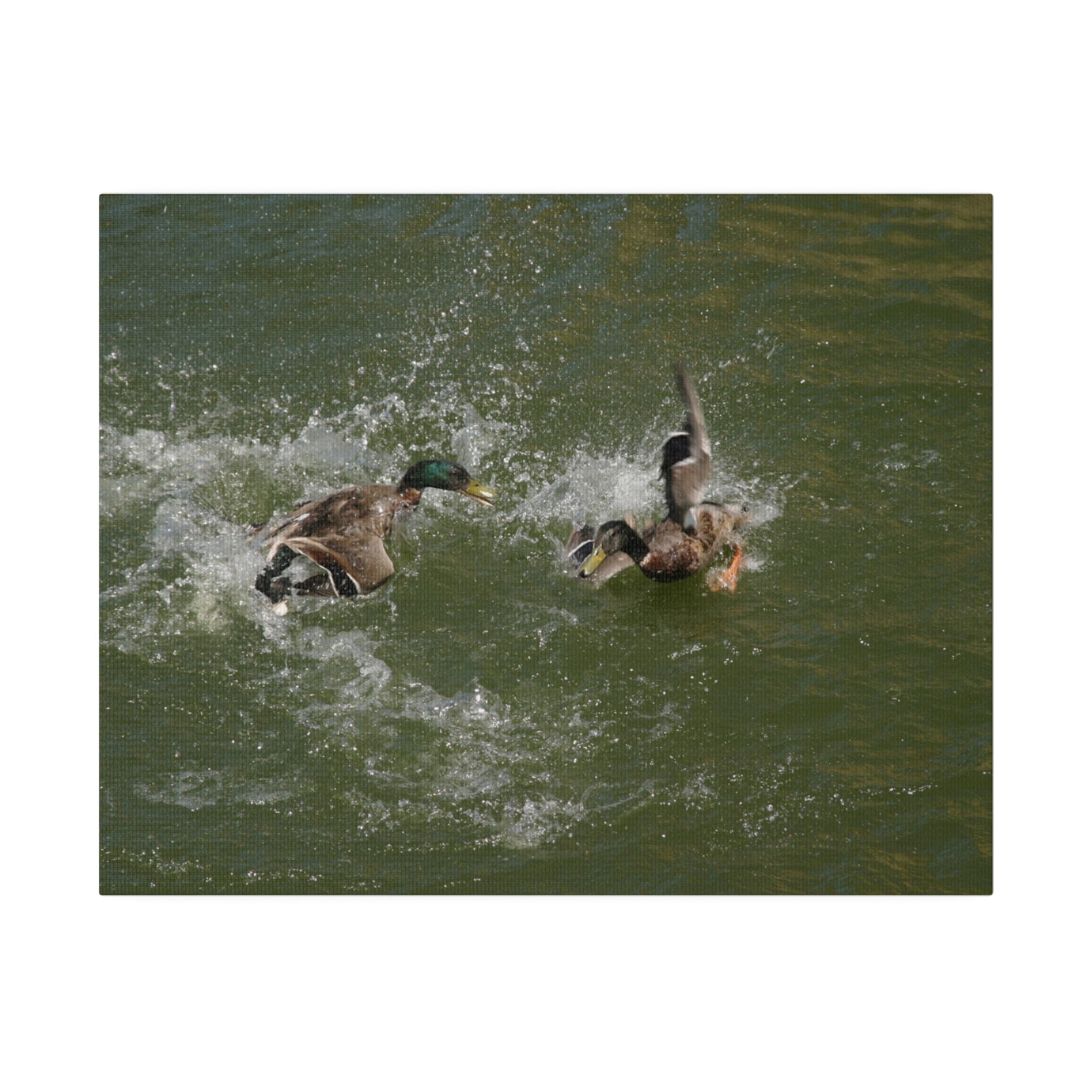 Two Male Ducks Fighting In Water, Matte Canvas, Stretched, 0.75" - The Trio Synergize Group