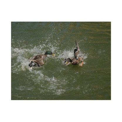 Two Male Ducks Fighting In Water, Matte Canvas, Stretched, 0.75" - The Trio Synergize Group