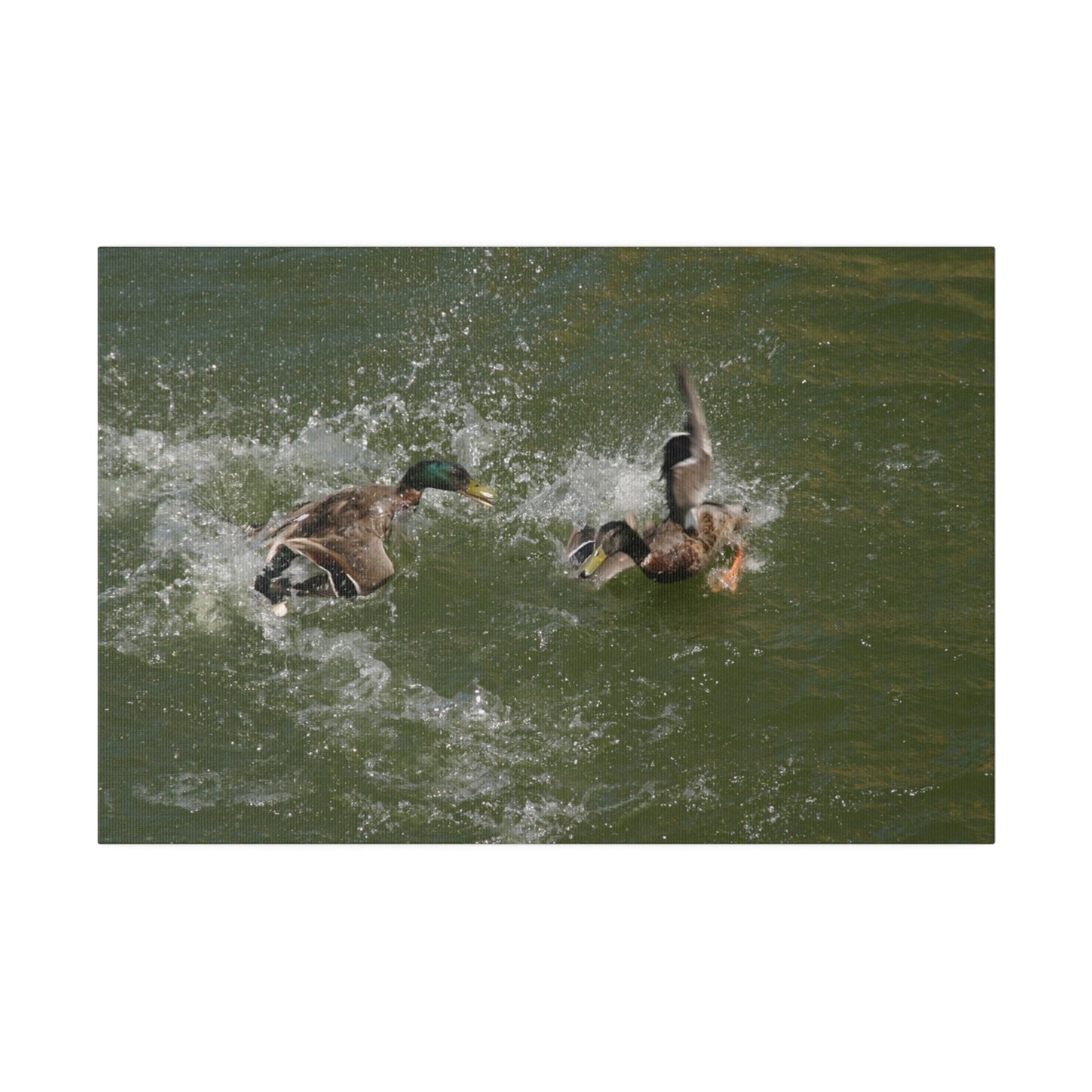 Two Male Ducks Fighting In Water, Matte Canvas, Stretched, 0.75" - The Trio Synergize Group