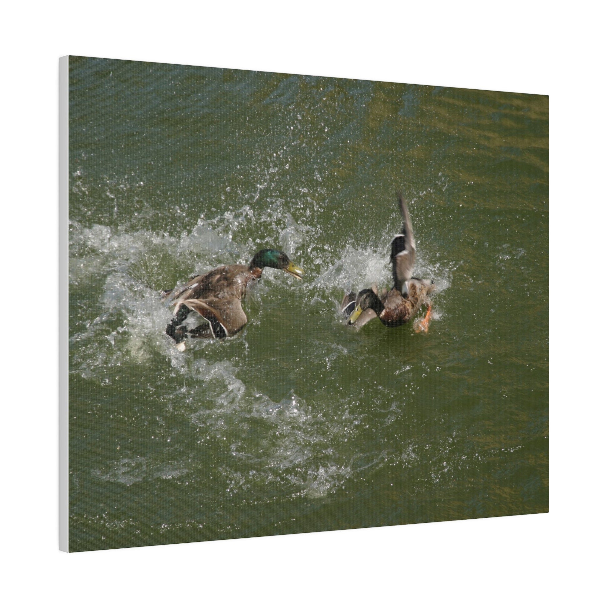 Two Male Ducks Fighting In Water, Matte Canvas, Stretched, 0.75" - The Trio Synergize Group