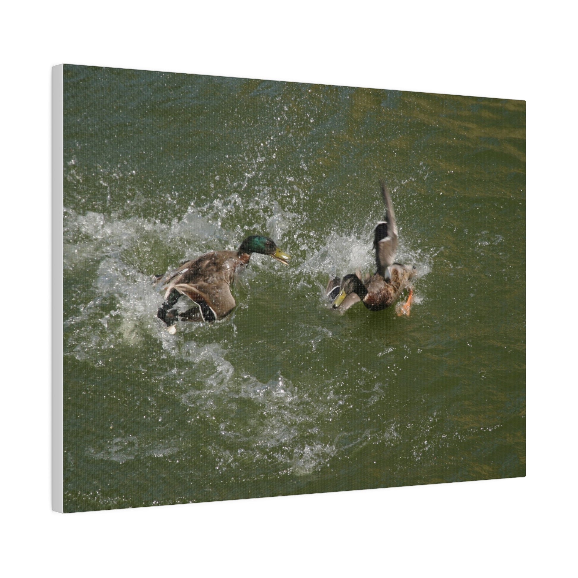 Two Male Ducks Fighting In Water, Matte Canvas, Stretched, 0.75" - The Trio Synergize Group
