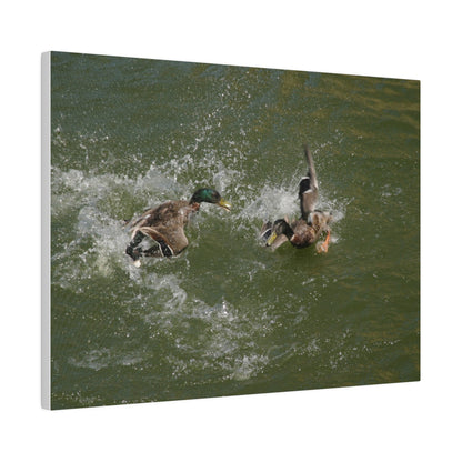 Two Male Ducks Fighting In Water, Matte Canvas, Stretched, 0.75" - The Trio Synergize Group