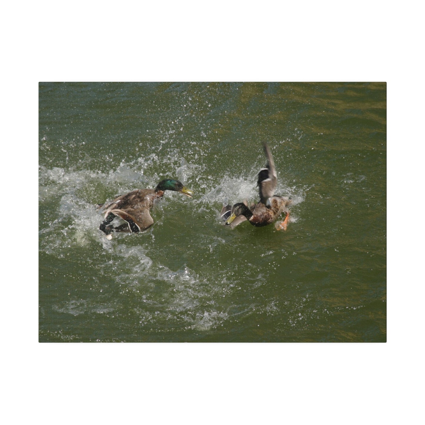 Two Male Ducks Fighting In Water, Matte Canvas, Stretched, 0.75" - The Trio Synergize Group