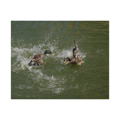 Two Male Ducks Fighting In Water, Matte Canvas, Stretched, 0.75" - The Trio Synergize Group