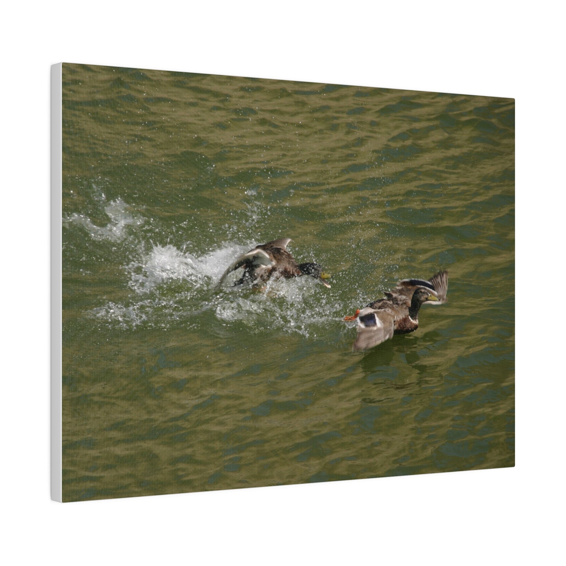 Two Male Ducks Fighting On Water, Matte Canvas, Stretched, 0.75" - The Trio Synergize Group