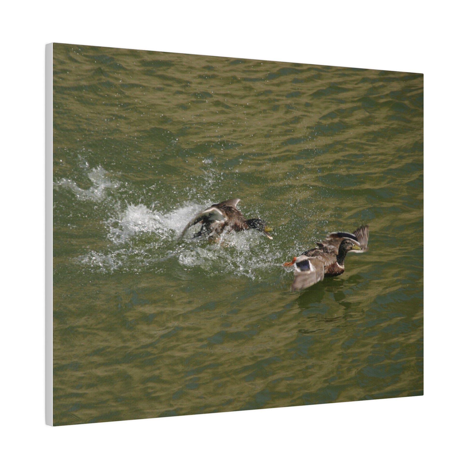 Two Male Ducks Fighting On Water, Matte Canvas, Stretched, 0.75" - The Trio Synergize Group