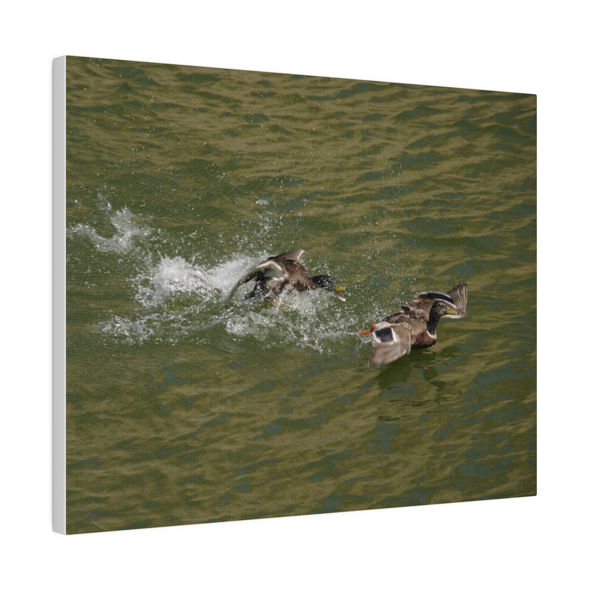 Two Male Ducks Fighting On Water, Matte Canvas, Stretched, 0.75" - The Trio Synergize Group