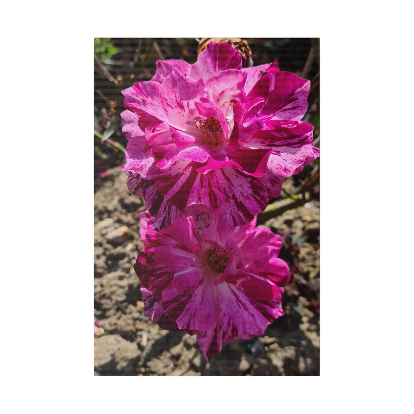 Two Pink French Roses Canvas Print - The Trio Synergize Group