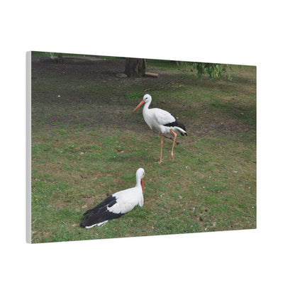 Two White Stork's, Matte Canvas, Stretched, 0.75" - The Trio Synergize Group