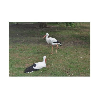 Two White Stork's, Matte Canvas, Stretched, 0.75" - The Trio Synergize Group