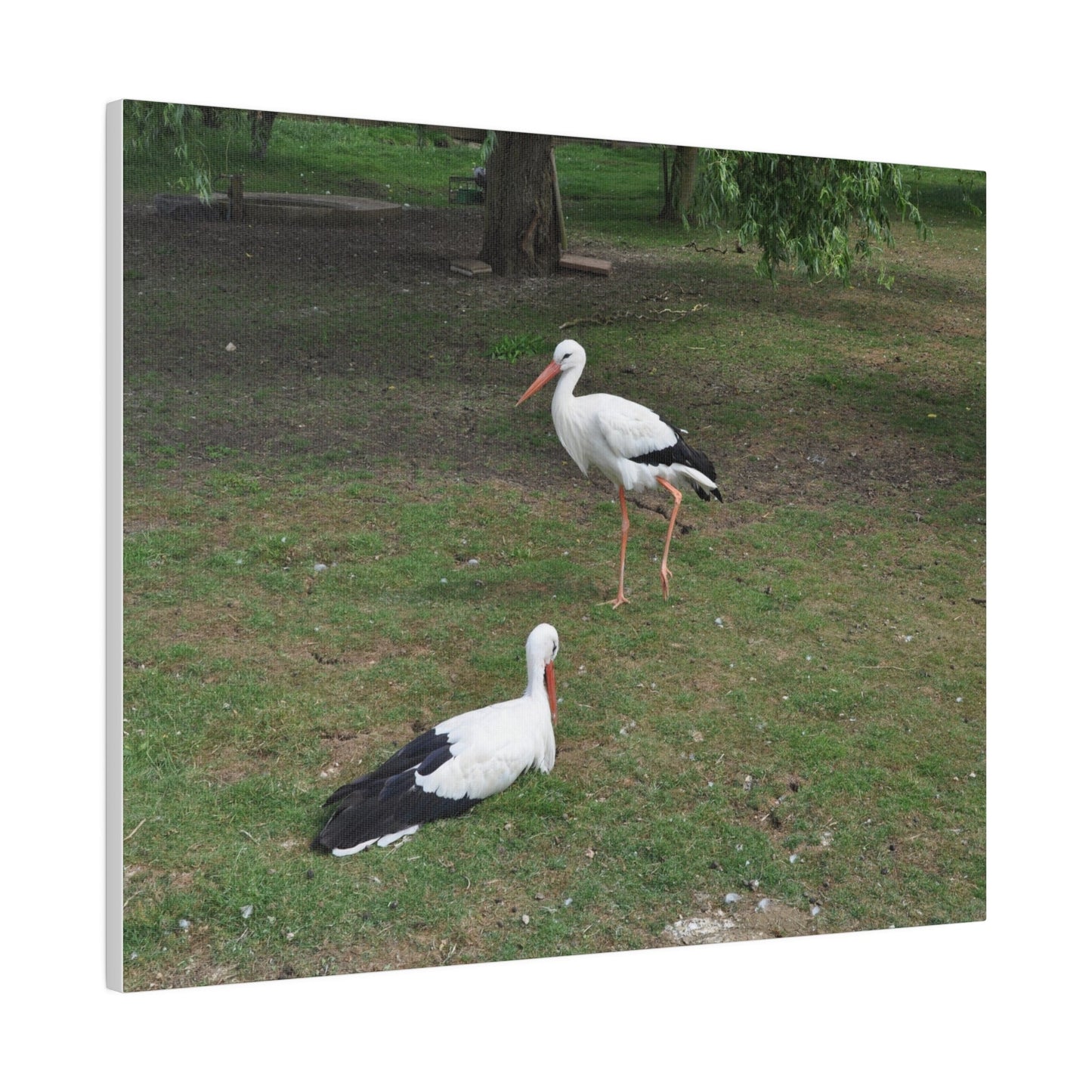 Two White Stork's, Matte Canvas, Stretched, 0.75" - The Trio Synergize Group