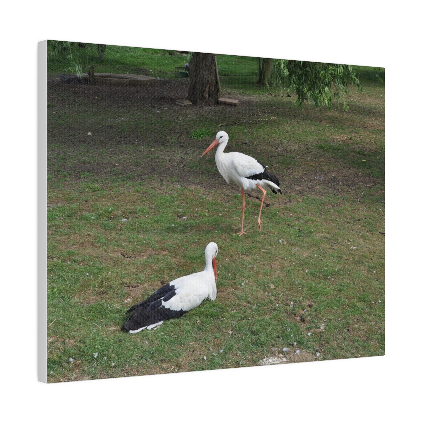 Two White Stork's, Matte Canvas, Stretched, 0.75" - The Trio Synergize Group