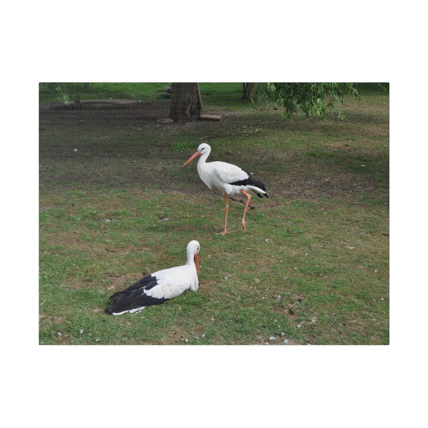 Two White Stork's, Matte Canvas, Stretched, 0.75" - The Trio Synergize Group