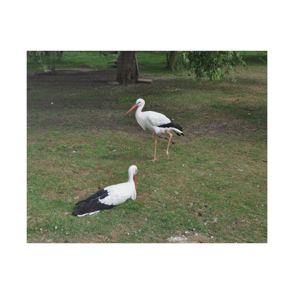 Two White Stork's, Matte Canvas, Stretched, 0.75" - The Trio Synergize Group