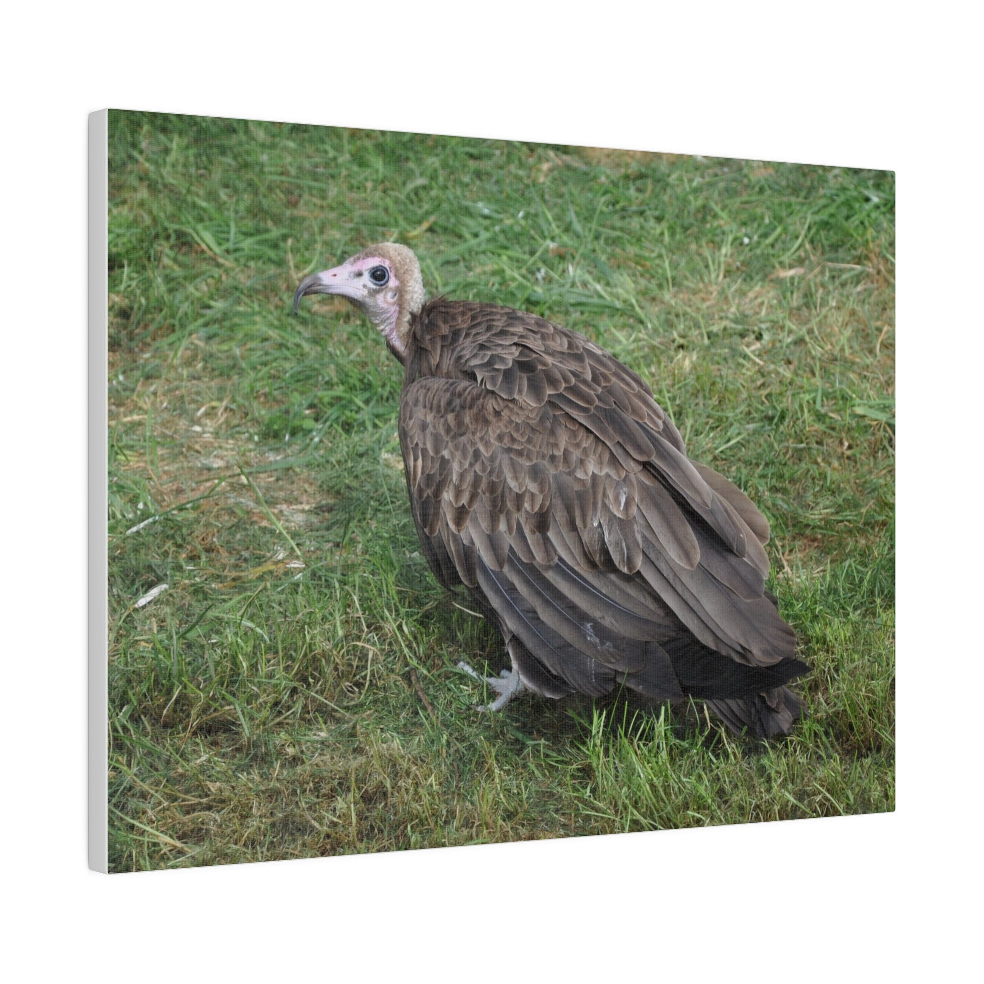 Vulture, Matte Canvas, Stretched, 0.75" - The Trio Synergize Group