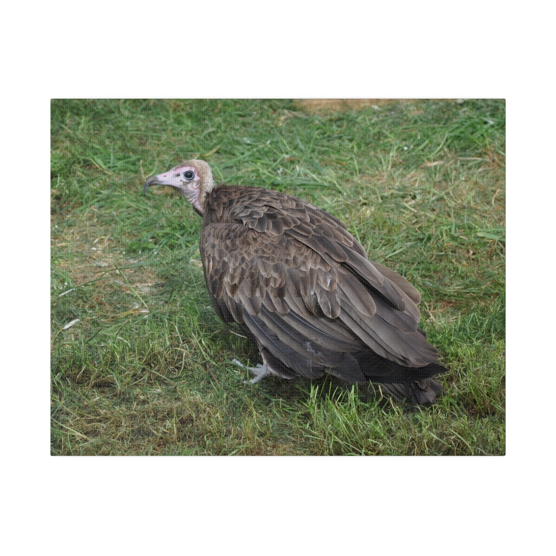 Vulture, Matte Canvas, Stretched, 0.75" - The Trio Synergize Group