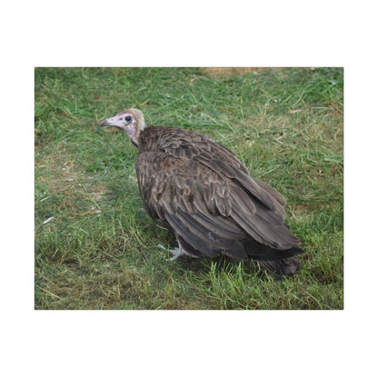 Vulture, Matte Canvas, Stretched, 0.75" - The Trio Synergize Group