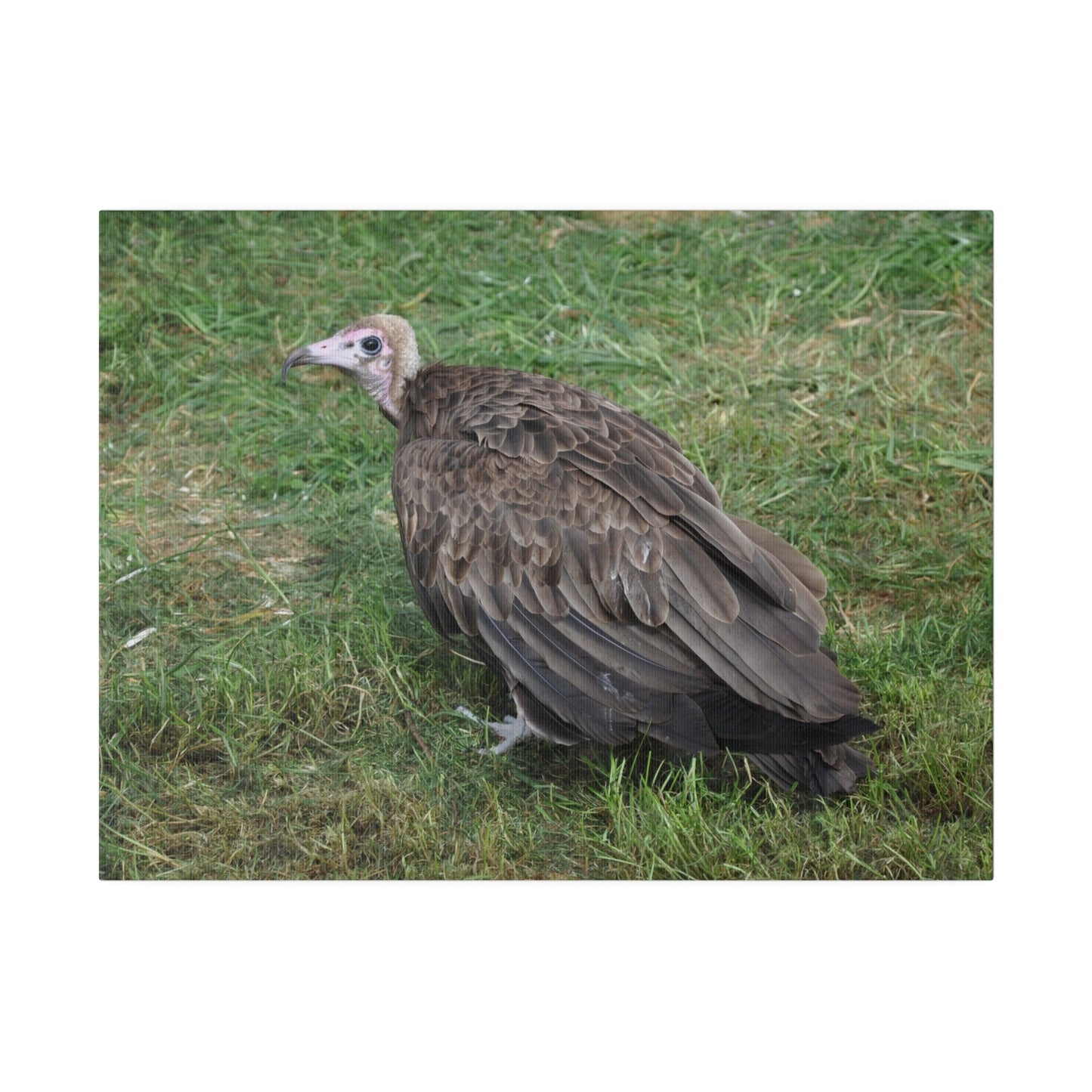 Vulture, Matte Canvas, Stretched, 0.75" - The Trio Synergize Group