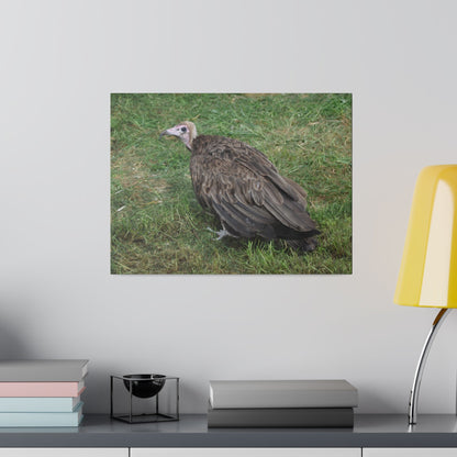 Vulture, Matte Canvas, Stretched, 0.75" - The Trio Synergize Group