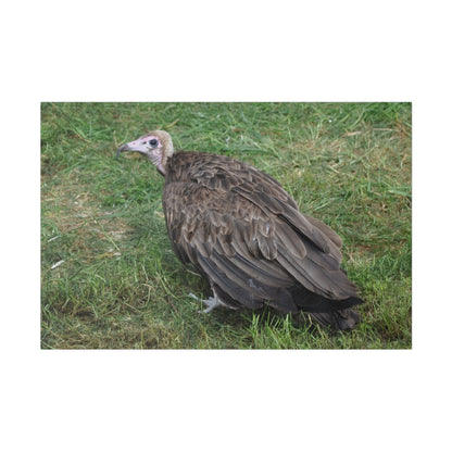 Vulture, Matte Canvas, Stretched, 0.75" - The Trio Synergize Group