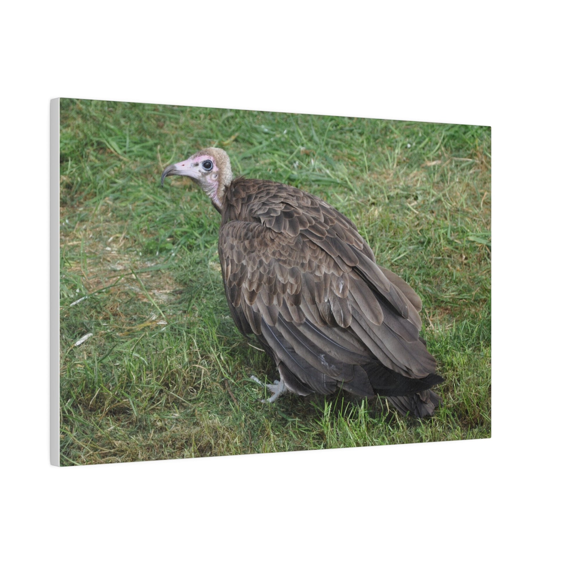 Vulture, Matte Canvas, Stretched, 0.75" - The Trio Synergize Group