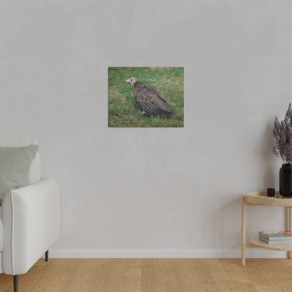 Vulture, Matte Canvas, Stretched, 0.75" - The Trio Synergize Group