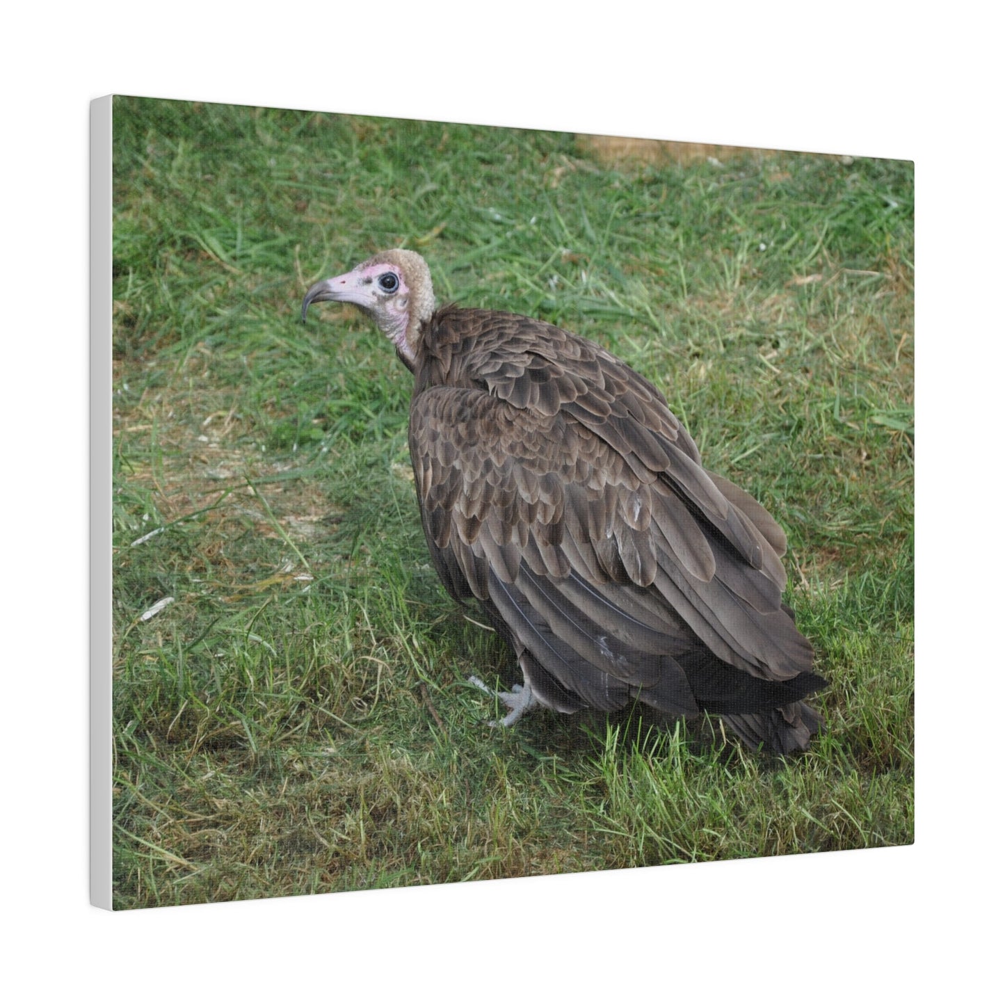 Vulture, Matte Canvas, Stretched, 0.75" - The Trio Synergize Group
