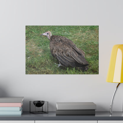 Vulture, Matte Canvas, Stretched, 0.75" - The Trio Synergize Group