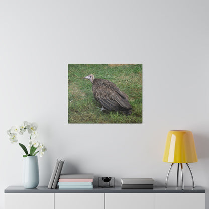 Vulture, Matte Canvas, Stretched, 0.75" - The Trio Synergize Group