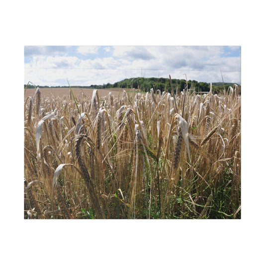 Wheat In The Fields, Countryside Canvas Print - The Trio Synergize Group